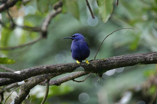 Purple Honeycreeper